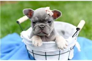Missy - French Bulldog for sale