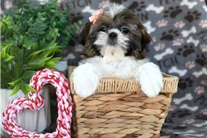 Nova - puppy for sale