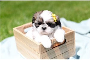 Bambi - Shih Tzu for sale