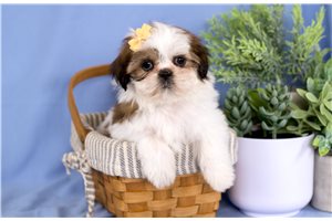 Neely - Shih Tzu for sale