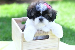 Amanda - Shih Tzu for sale