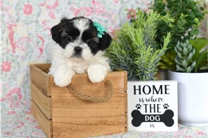 Amanda - Shih Tzu for sale