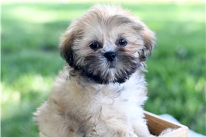 Tango - Shih Tzu for sale