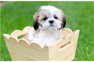Ollie - Shih Tzu for sale