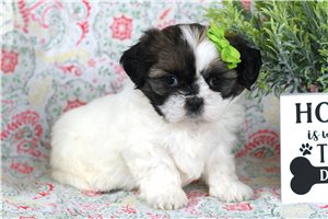 Alya - Shih Tzu for sale