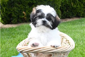 Aether - Shih Tzu for sale