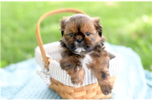 Cassius - puppy for sale