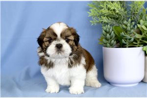 Oberlin - puppy for sale