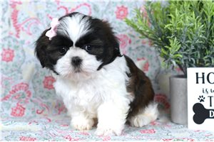 Alice - puppy for sale