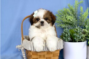 Natasha - Shih Tzu for sale