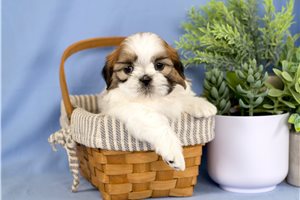 Orion - puppy for sale