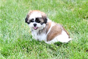 Boston - Shih Tzu for sale