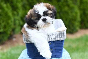 Bastian - Shih Tzu for sale