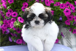 Tate - puppy for sale