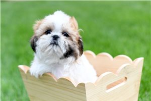 Orion - Shih Tzu for sale
