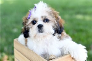 Tallulah - Shih Tzu for sale
