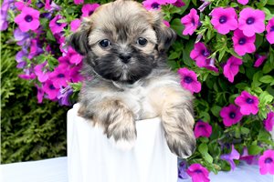 Tango - puppy for sale