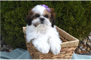 Natasha - Shih Tzu for sale