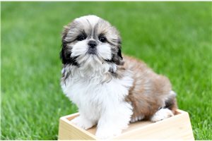 Odin - Shih Tzu for sale