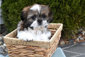 Odin - Shih Tzu for sale