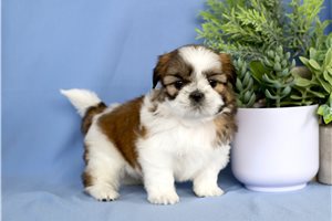 Ollie - puppy for sale