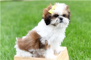Natasha - puppy for sale