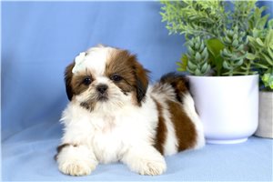 Natasha - Shih Tzu for sale
