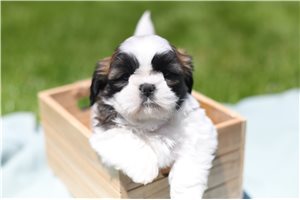 Bastian - puppy for sale