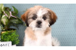 Nate - Shih Tzu for sale