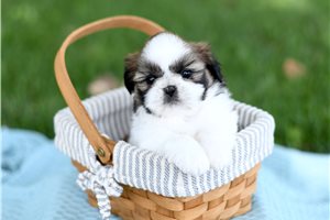 Carol - Shih Tzu for sale