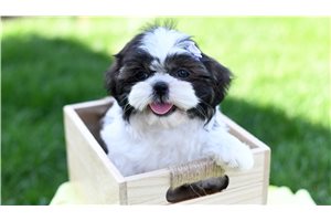 Allegra - Shih Tzu for sale