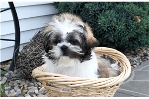 Aether - Shih Tzu for sale