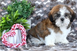 Nate - puppy for sale