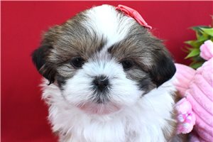 Natalia - puppy for sale