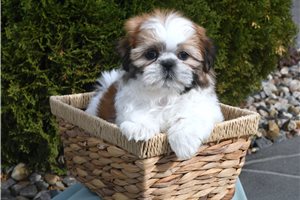 Orion - Shih Tzu for sale