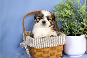 Ollie - Shih Tzu for sale