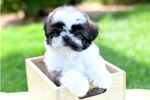 Aether - Shih Tzu for sale