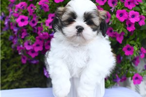 Taron - puppy for sale