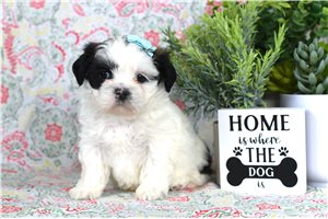 Amari - puppy for sale