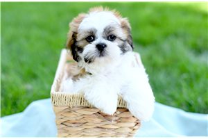 Tasmanian - Shih Tzu for sale