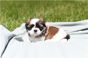 Boston - puppy for sale