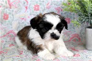 Aether - Shih Tzu for sale