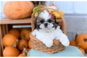 Carol - Shih Tzu for sale