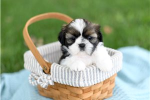 Cate - puppy for sale