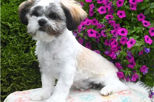 Aether - Shih Tzu for sale