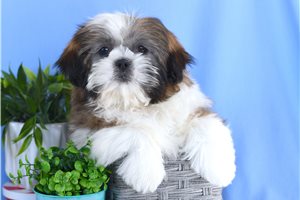 Nigel - Shih Tzu for sale