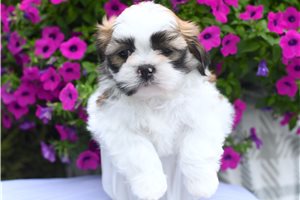 Tasmanian - puppy for sale