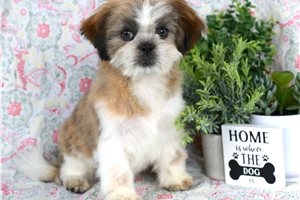 Nate - Shih Tzu for sale