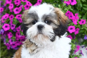 Bastian - Shih Tzu for sale