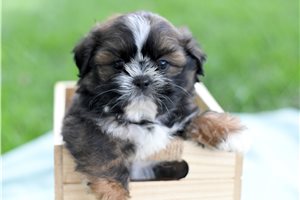 Gilbert - puppy for sale